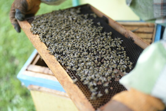 Close-Up of Healthy Bees Covering Honeycomb Frame Held by Beekeeper During Hive Inspection in Summer Apiary for Honey Production