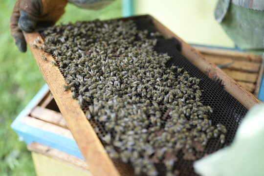 Close-Up of Healthy Bees Covering Honeycomb Frame Held by Beekeeper During Hive Inspection in Summer Apiary for Honey Production