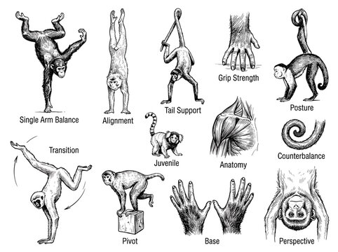 Black ink sketch illustration of monkey species do handstand and balance pose with anatomy label, isolated on white background