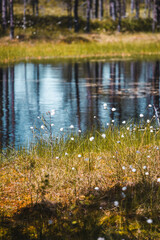 Obraz premium **Opis:**Trees reflected in the calm waters of Viru Bog in Lahemaa National Park, Estonia. A peaceful natural scene capturing the harmony between forest and wetland in the heart of the Estonian wild