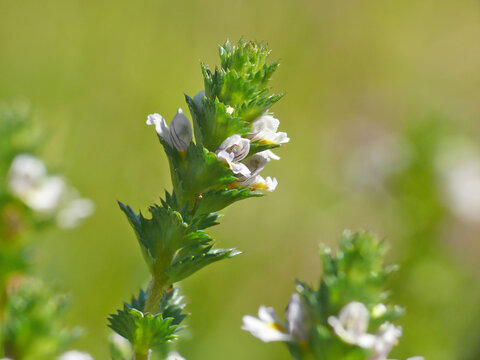 Makroaufnahme des Gemeinen Augentrosts (Euphrasia officinalis agg., h&auml;ufig Euphrasia rostkoviana), einer zierlichen Wildpflanze aus der Familie der Sommerwurzgew&auml;chse (Orobanchaceae).