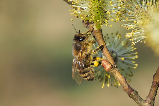 Ein Makrofoto, das eine Westliche Honigbiene (Apis mellifera) zeigt, die Pollen und Nektar von den Bl&uuml;ten eines bl&uuml;henden Zitterpappels (Salix caprea) sammelt.