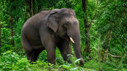 Fototapeta premium Adult Asian elephant with a small tusk walking through dense green tropical forest vegetation