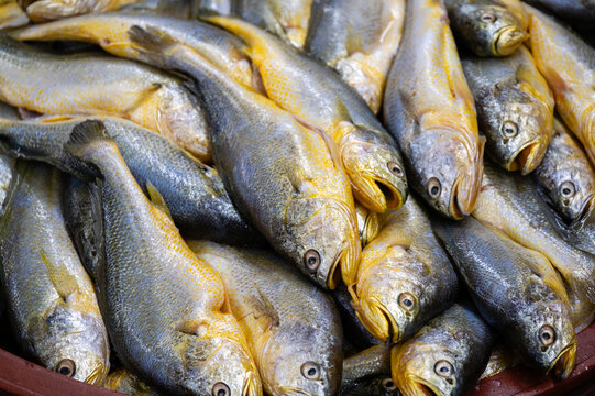 Fresh yellow croaker fish pile displayed at a traditional seafood market