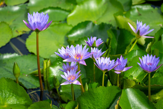 Beautiful purple water lilies blooming in a peaceful lotus pond at Chi Lin Nunnery, Hong Kong