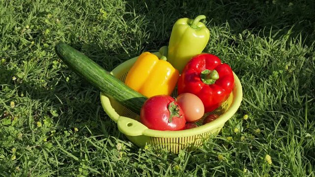 Hand selecting fresh organic vegetables and egg from colander on green grass