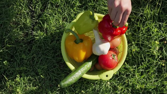 Farmer picking fresh red bell pepper from colander