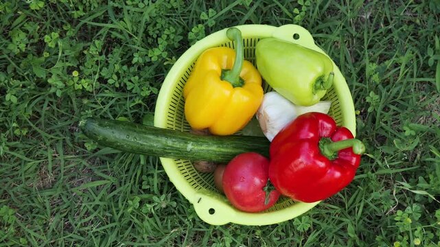 Farmer hands placing fresh organic vegetables into colander