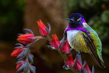Obraz premium Costa's Hummingbird (Calypte costae) Perched on Peacock echeveria (Echeveria peacocckii) Blooms Showing His Colors
