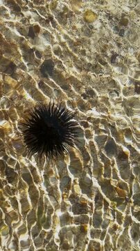 Black sea urchin lying under water on the stone bottom of the sea washed over by the waves on sunny day on the beach Adriatic sea. Vertical