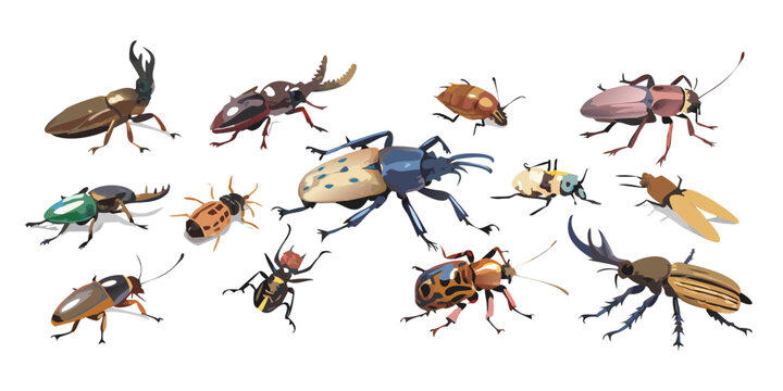 Set of various beetle and insect species illustrations, vector