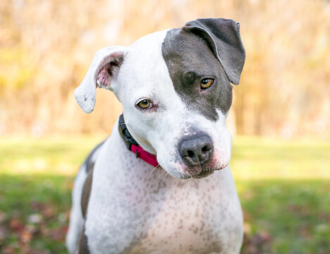 A Pit Bull Terrier mixed breed dog listening with a head tilt