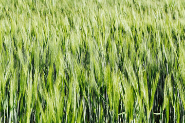 Fototapeta premium Green cereal field closeup in spring season. Fresh agricultural crop growing in farmland. Natural farming background with dense grain plants. Rural landscape and food production concept.