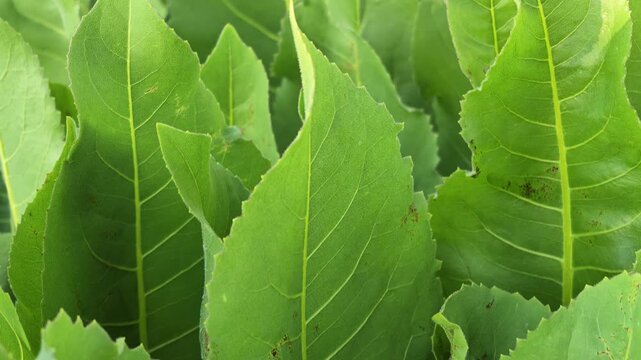 Close up view of Lush green horseradish leaves growing in a garden