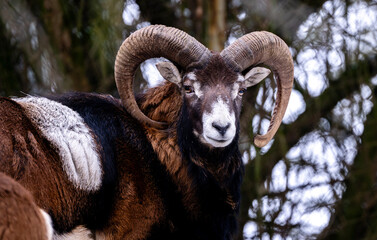 Obraz premium Adult Mountain Ram With Big Horns Stands Against Trees In The Forest