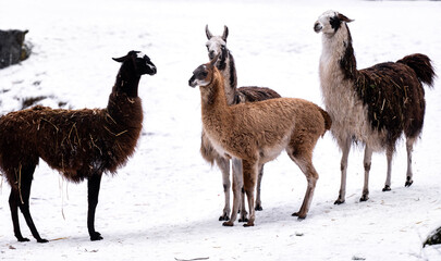 Fototapeta premium Adorable Lamas And Alpacas On Snow At The Zoo In Winter