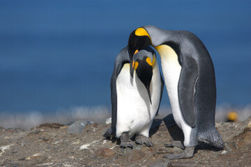 Obraz premium King penguins nuzzling on South Georgia Island