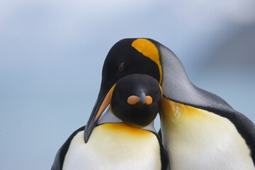 King penguins nuzzling © willtu