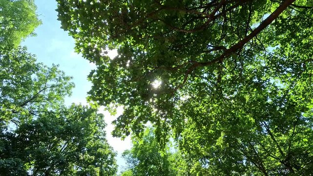 Low-angle upward view through dense green tree canopy with bright sunlight through leaves. Camera pans across treetops, shifting from shaded foliage to bright glowing sun in blue sky.