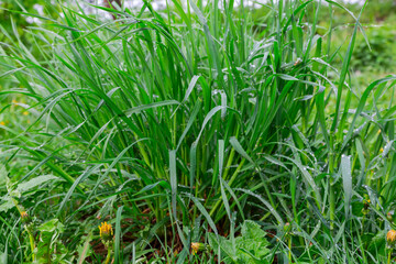 Fototapeta premium High grass covered with dew at overcast morning, bottom view