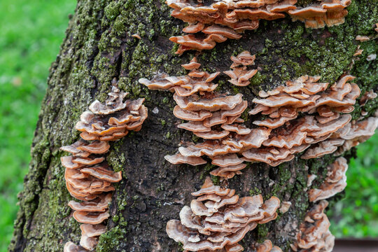 Sulphur polypores on an old tree trunk in overcast day