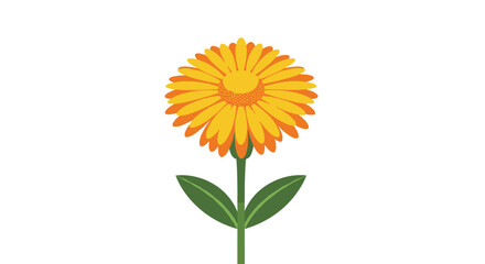 Fototapeta premium Bright yellow and orange calendula marigold flower with a tall green stem and leaves against a white background.