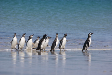 Fototapeta premium Magellanic penguins on a beach in the Falkland Islands