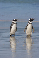 Fototapeta premium Magellanic penguins on a beach in the Falkland Islands