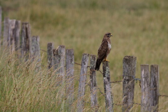 Buse variable (Buteo buteo)
