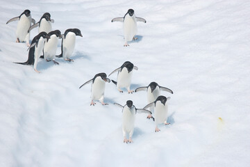 Adelie penguins come down the face of an iceberg off the coast of Antartica © willtu