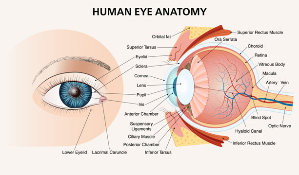 Human eye anatomy infographic diagram showing cross section structure and external view. Detailed structure of the eyeball, retina, optic nerve and visual system diagram. Vector illustration