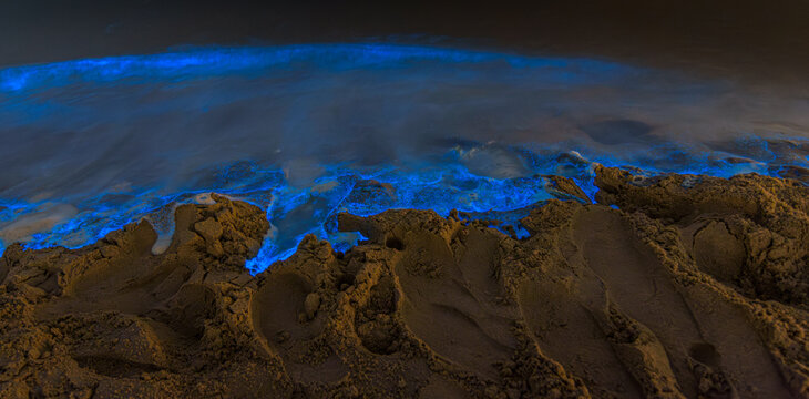 Bio luminescent waves on the beach at night.
