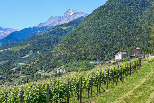 Dorf Tirol, Schloss Tirol, Algund, Weinberg, Weinpergola, Wanderweg, Spazierweg, Waalweg, Kirche, St. Peter, Aussicht, Vinschgau, S&uuml;dtirol, Texelgruppe, Promenade, Sommer, Fr&uuml;hsommer, Italien 