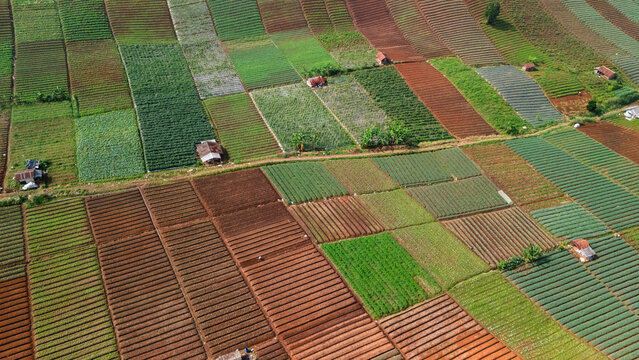 Aerial view of terraced agricultural fields with various crops and small farm huts under bright sunlight in Sukabumi, West Java, Indonesia.