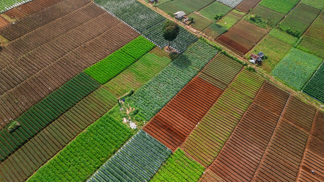 Aerial view of agricultural fields with diverse crop patterns, rectangular plots of green and brown soil, and a solitary tree in Sukabumi, West Java, Indonesia.