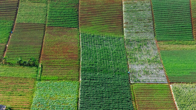 Aerial view of agricultural fields with various crops in rectangular plots and green vegetation in Sukabumi, West Java, Indonesia.