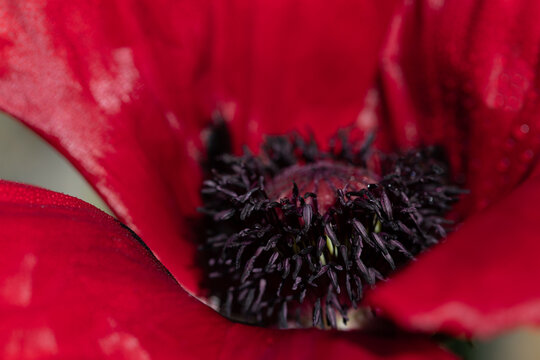 Close-up of the stigma of a red poppy. The petals glow red.