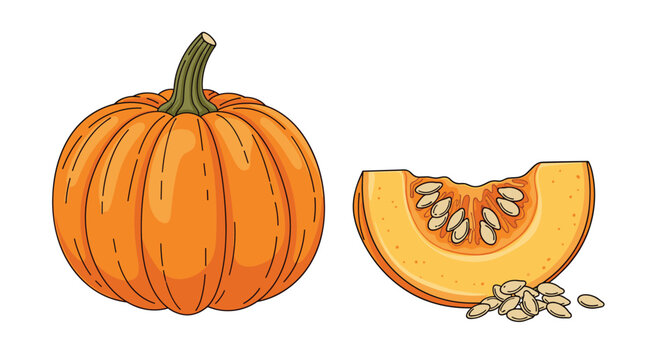 Classic orange pumpkin and a cut slice with seeds are presented in a detailed vector illustration for autumn.