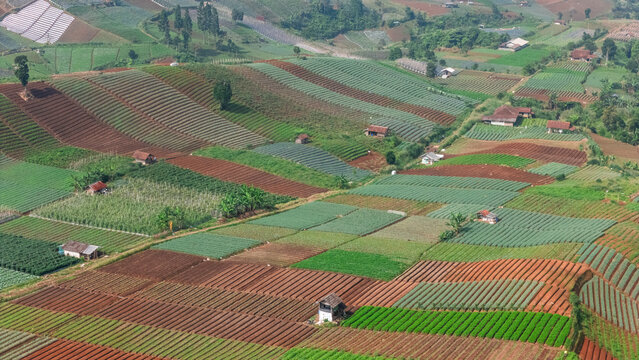 Aerial view of lush terraced agricultural fields and small farm huts on rolling hills under soft daylight Sukabumi, West Java, Indonesia.