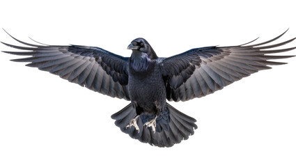 Obraz premium Black raven bird with spread wings flying, isolated on transparent background