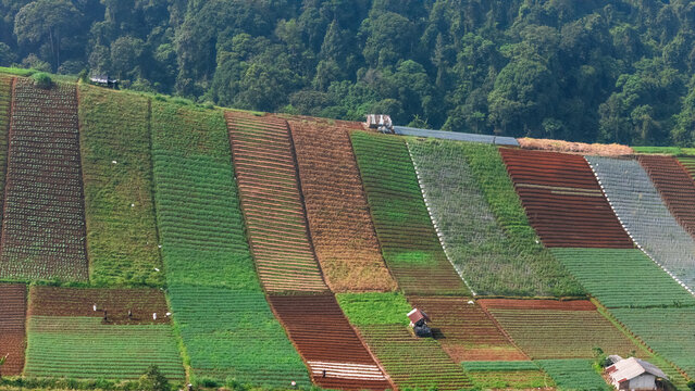 Aerial view of terraced agricultural fields and colorful crop plots on a hillside bordering a dense tropical forest in Sukabumi, West Java, Indonesia.