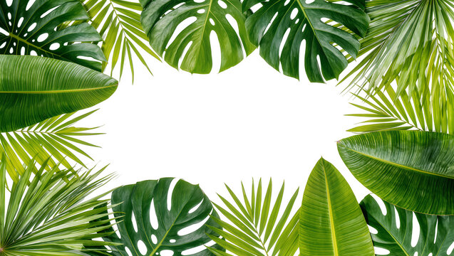 Assortment of lush green tropical leaves forming a border, isolated on transparent background
