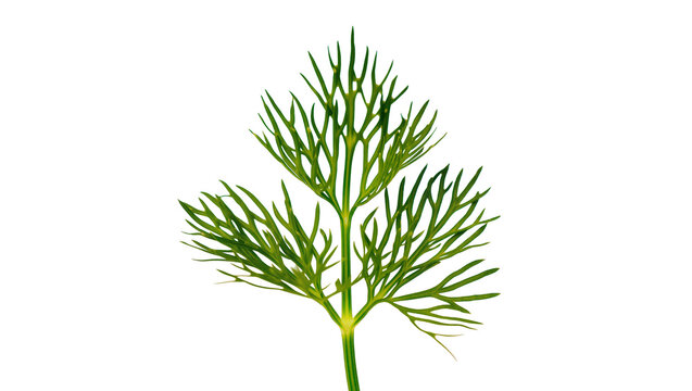 Green dill herb sprig with delicate feathery leaves, isolated on transparent background