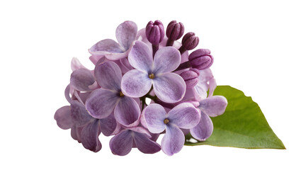 Cluster of delicate purple lilac flowers and buds, isolated on transparent background © Adrian