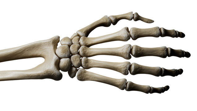 Human skeletal hand and wrist bones, isolated on transparent background