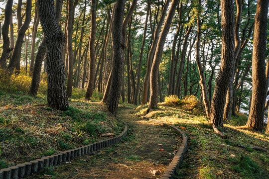 Yodo-no-matsubara yūhodō (Yodo Pine Grove Trail), Tanesashi Coast, Hachinohe, Aomori Prefecture, Japan.