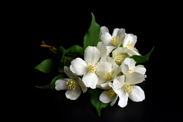 Fototapeta premium White jasmine flowers with green leaves on black background.Branch of white blooming jasmine isolated on black. Summer, spring, floral bakground.