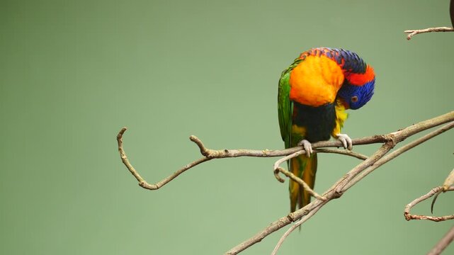 rainbow lorikeet on a tree branch