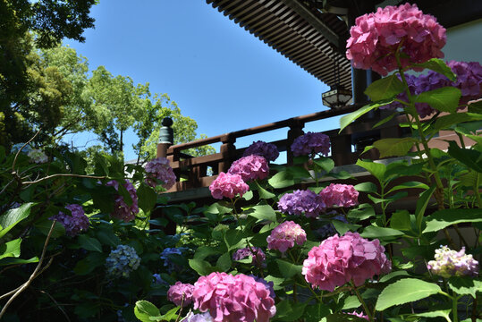 智積院金堂裏　アジサイ(京都市東山区)
