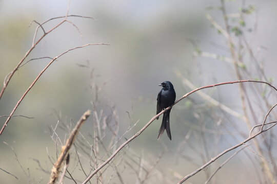 The black drongo (Dicrurus macrocercus albirictus) is a small Asian passerine bird of the drongo family Dicruridae. This photo was taken in North India.
